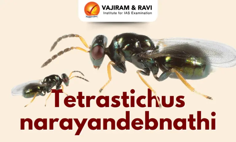Tetrastichus narayandebnathi