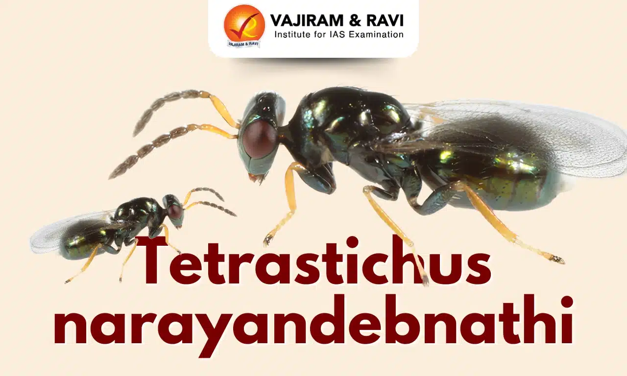 Tetrastichus narayandebnathi
