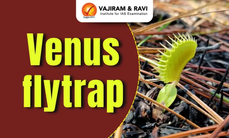 Venus flytrap