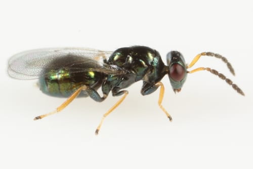 What is Tetrastichus narayandebnathi