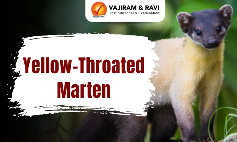Yellow-Throated Marten