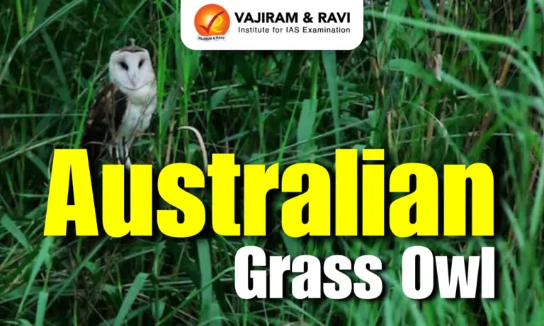 Australian Grass Owl