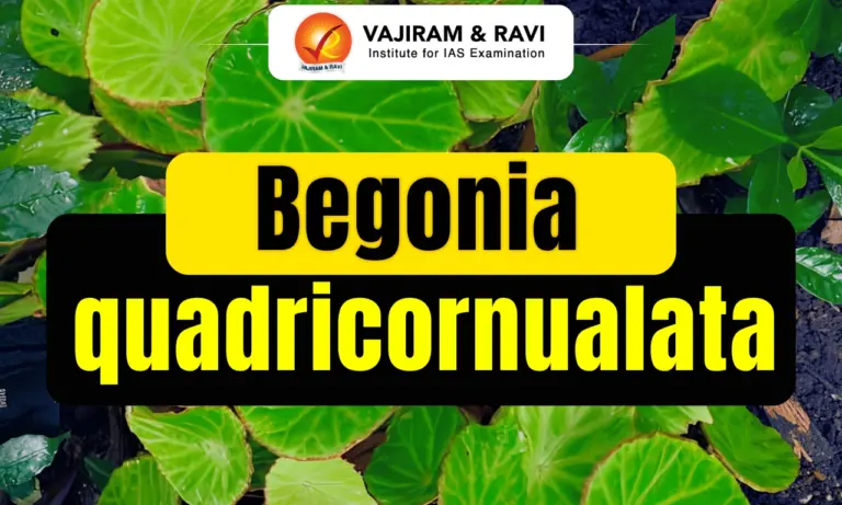 Begonia quadricornualata