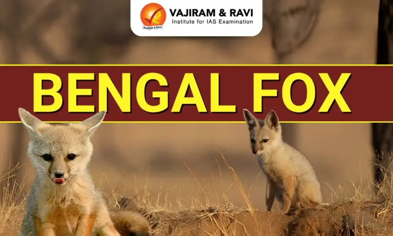 Bengal Fox