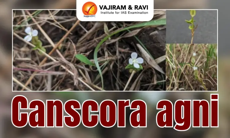 Canscora agni