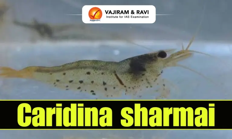 Caridina sharmai