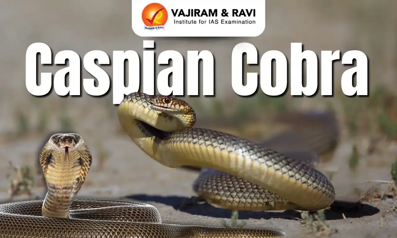 Caspian Cobra