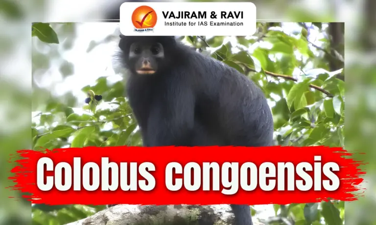 Colobus congoensis
