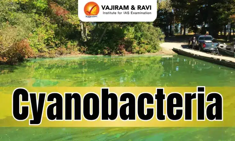 Cyanobacteria