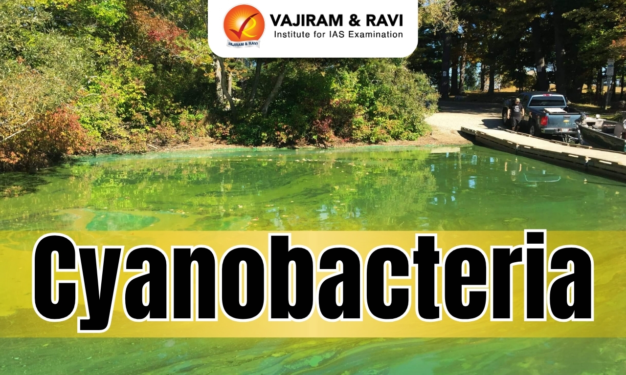 Cyanobacteria