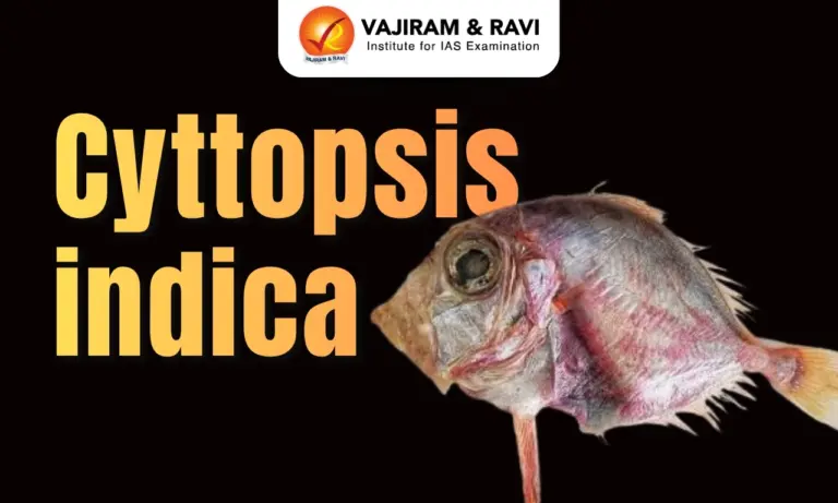 Cyttopsis indica