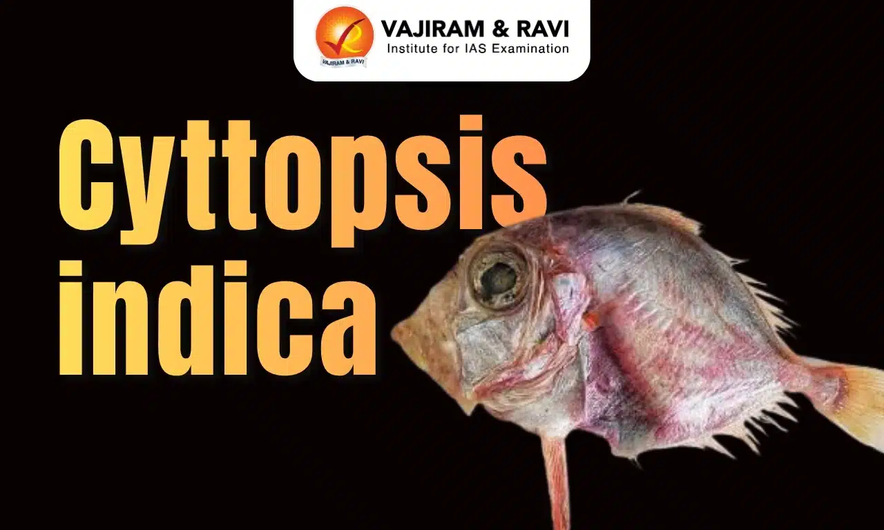 Cyttopsis indica