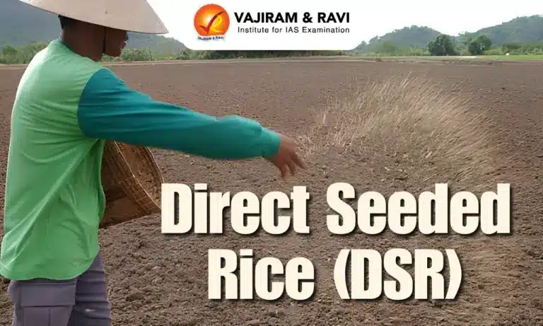 Direct Seeded Rice