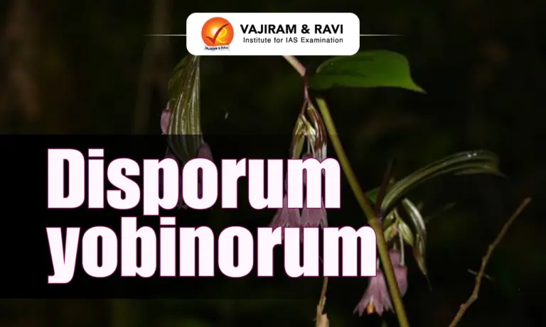Disporum yobinorum