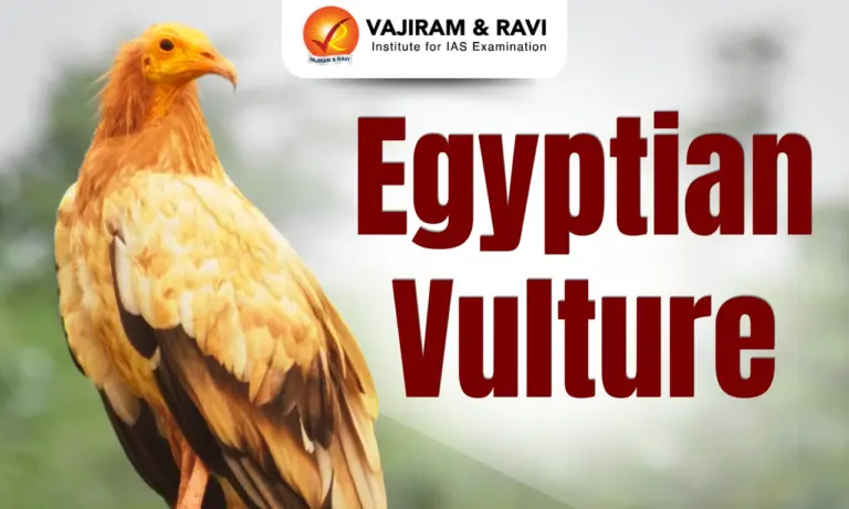 Egyptian Vulture