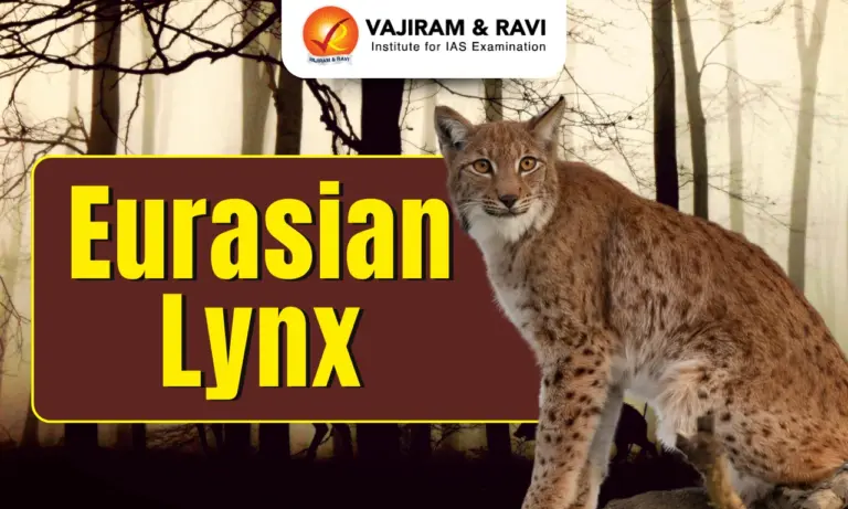 Eurasian Lynx