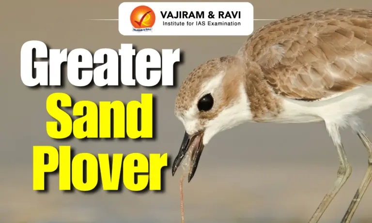 Greater Sand-Plover