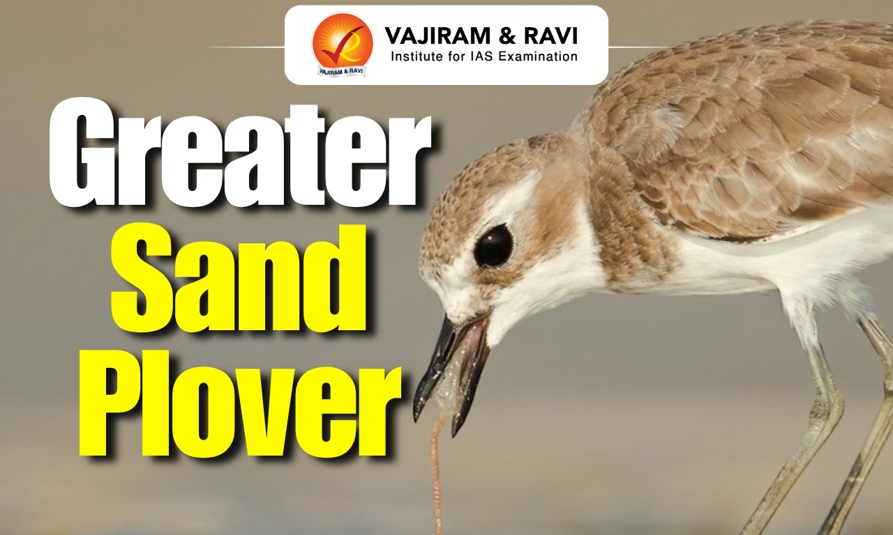 Greater Sand-Plover
