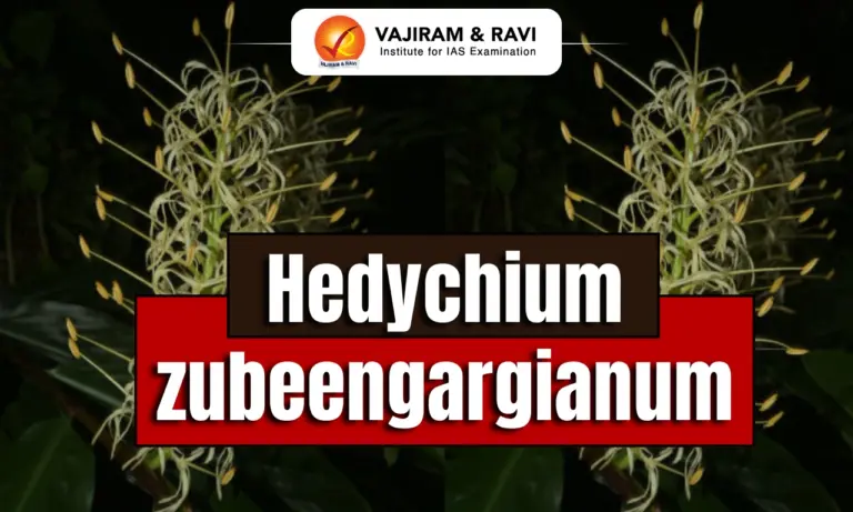 Hedychium zubeengargianum