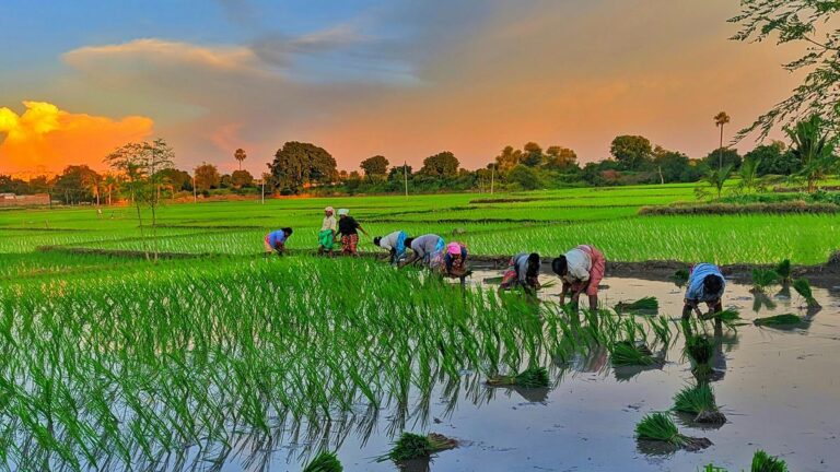India's Rice Fields Among World's Top Methane Sources - Study Findings