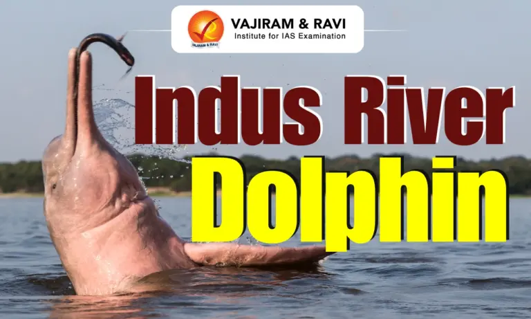Indus River Dolphin