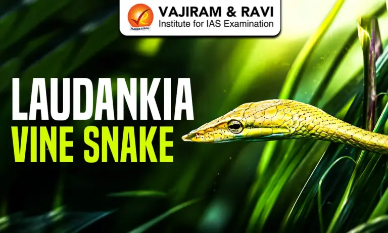 Laudankia Vine Snake