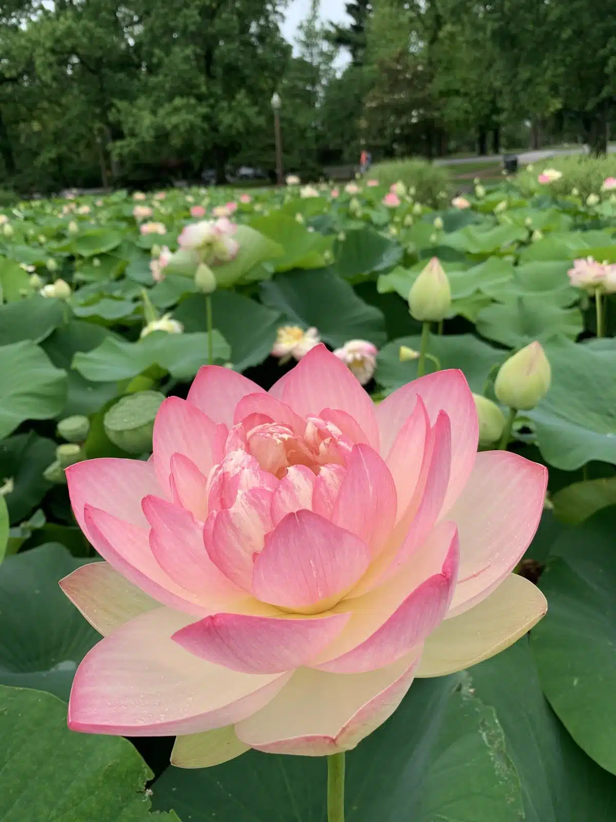 Lotus Lotus