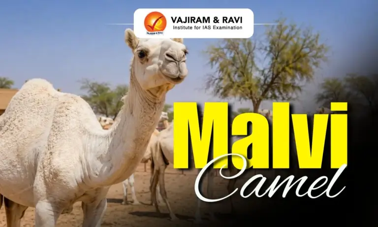 Malvi Camel