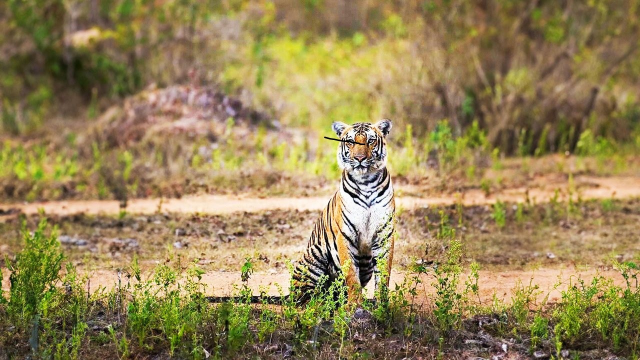 Manas Tiger Reserve