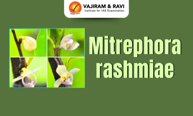Mitrephora rashmiae