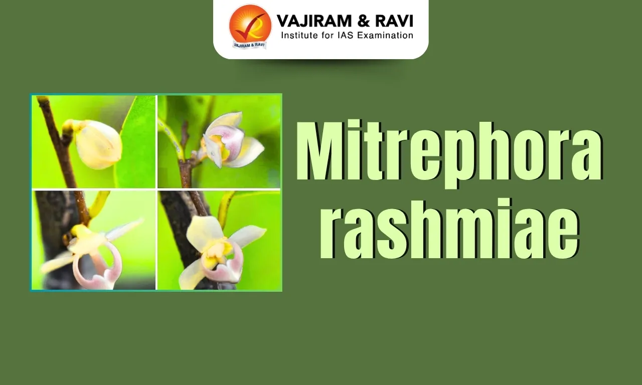 Mitrephora rashmiae