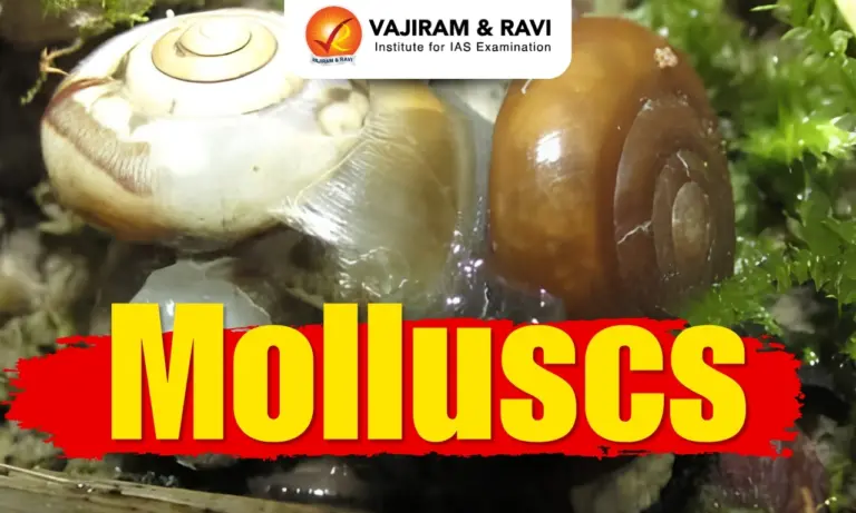 Molluscs
