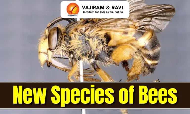 New Species of Bees