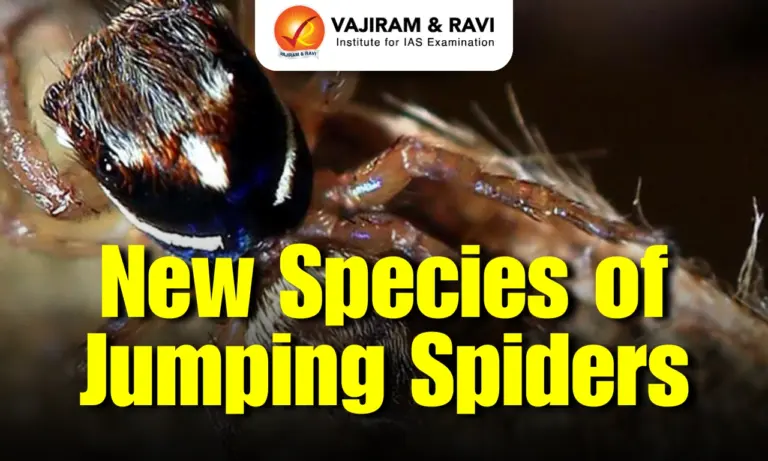 New Species of Jumping Spiders
