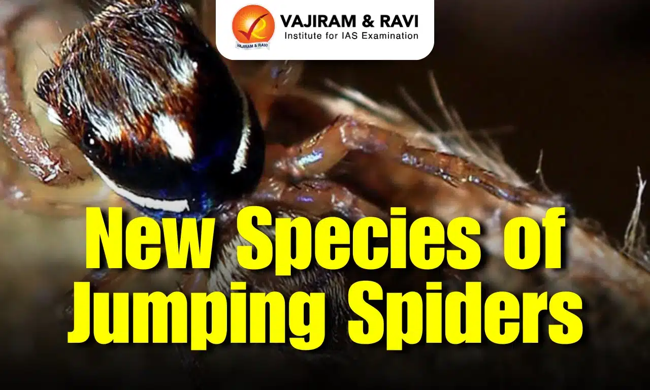 New Species of Jumping Spiders