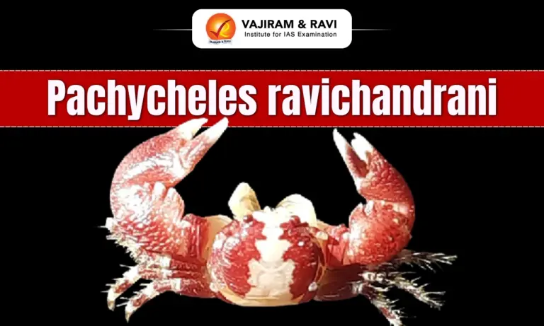 Pachycheles ravichandrani