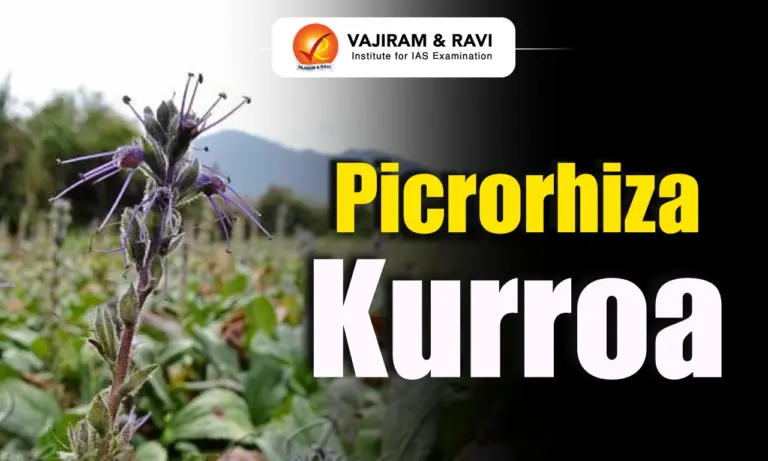 Picrorhiza Kurroa