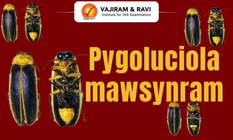 Pygoluciola mawsynram