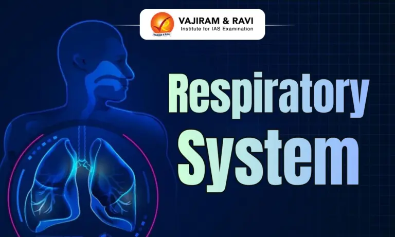 Respiratory System