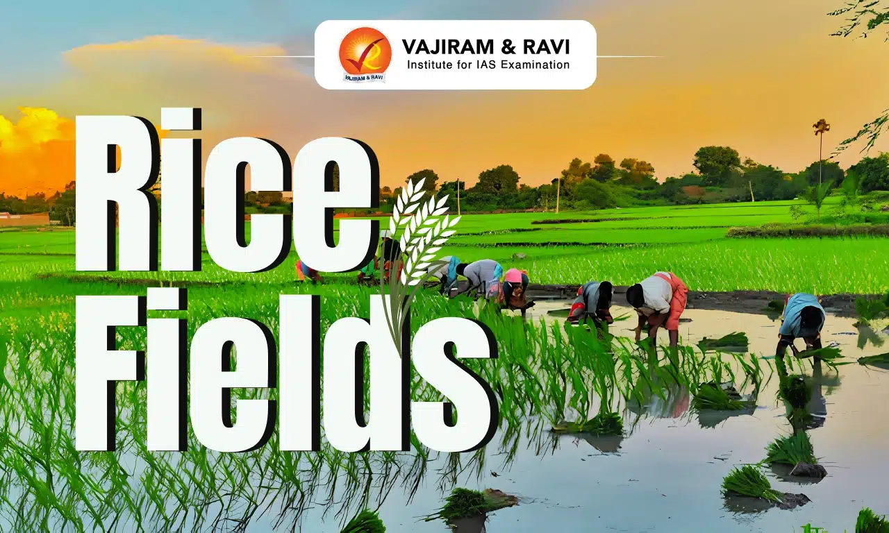 Rice Fields