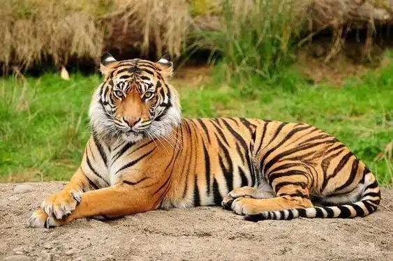 Royal Bengal Tiger Royal Bengal Tiger