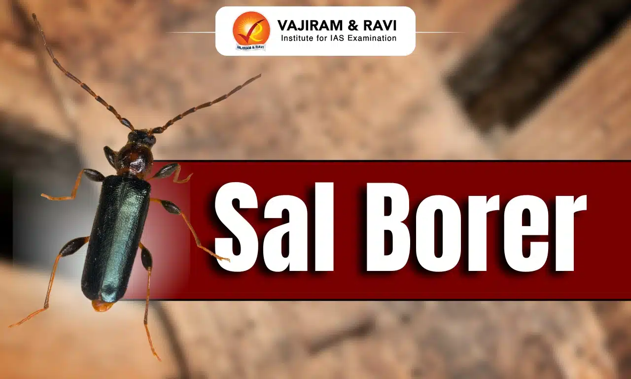 Sal Borer
