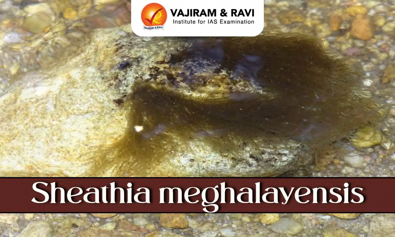 Sheathia meghalayensis
