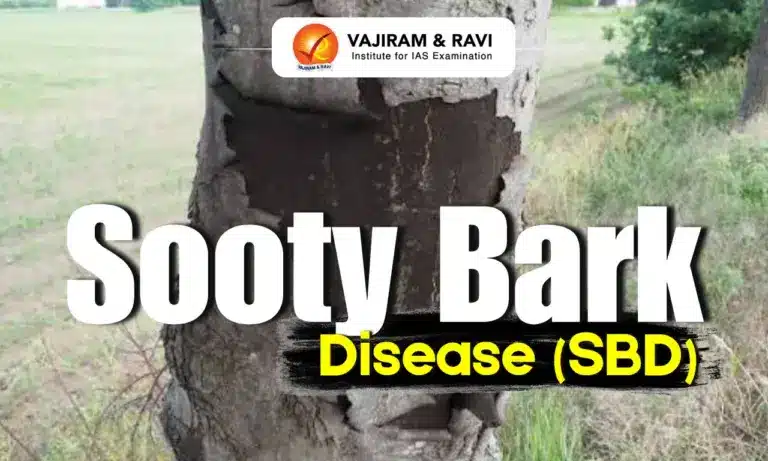 Sooty Bark Disease