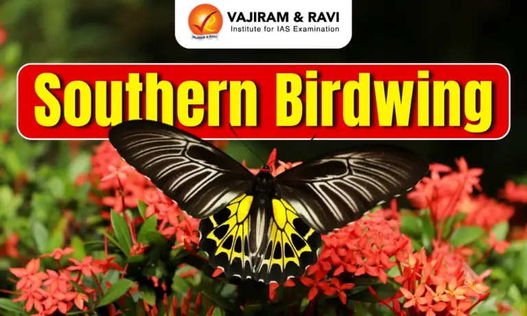 Southern Birdwing
