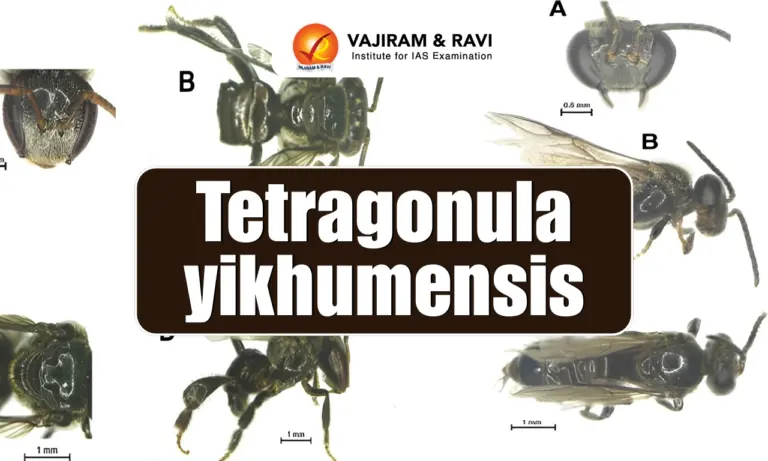 Tetragonula yikhumensis