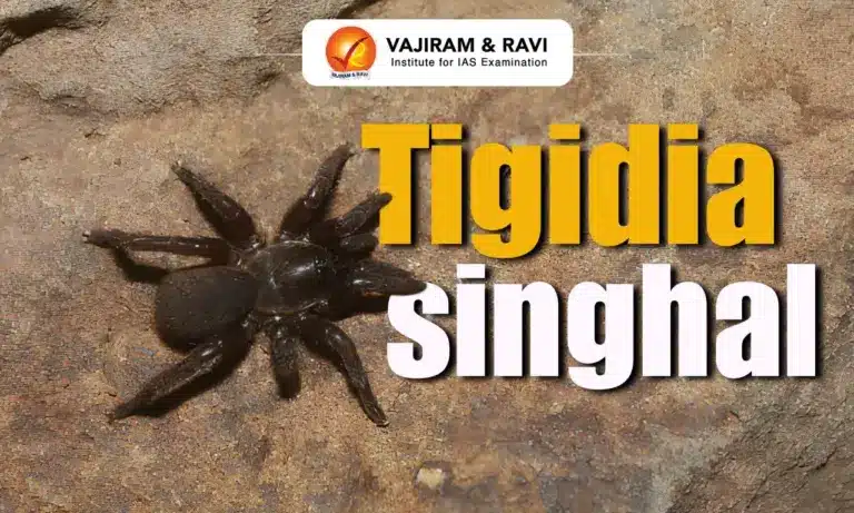 Tigidia singhal