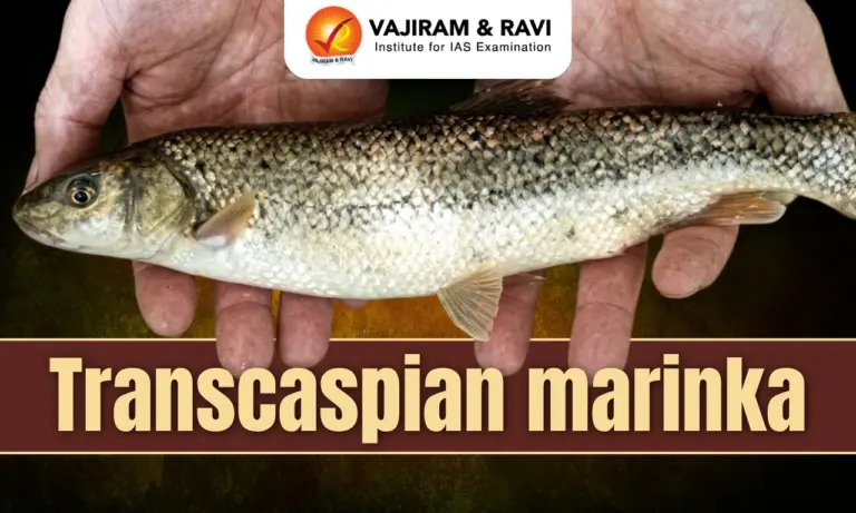 Transcaspian marinka