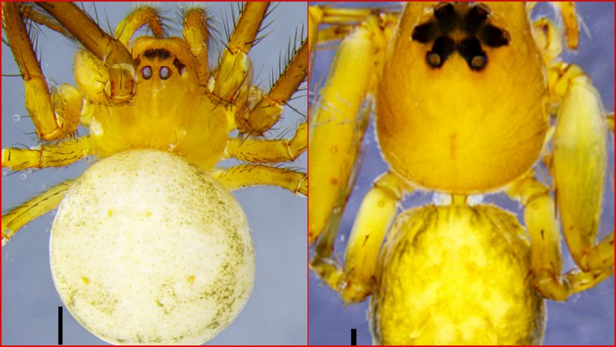 Two New Spider Species