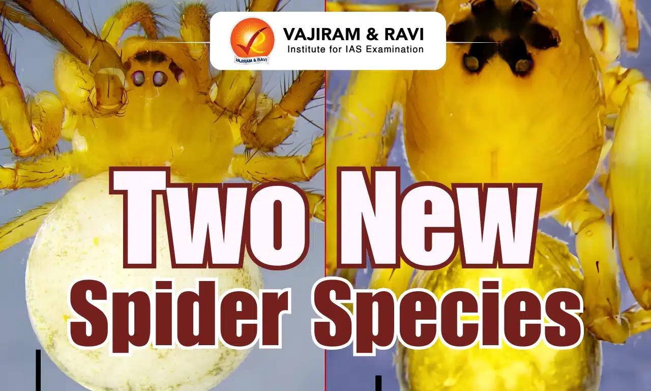 Two New Spider Species